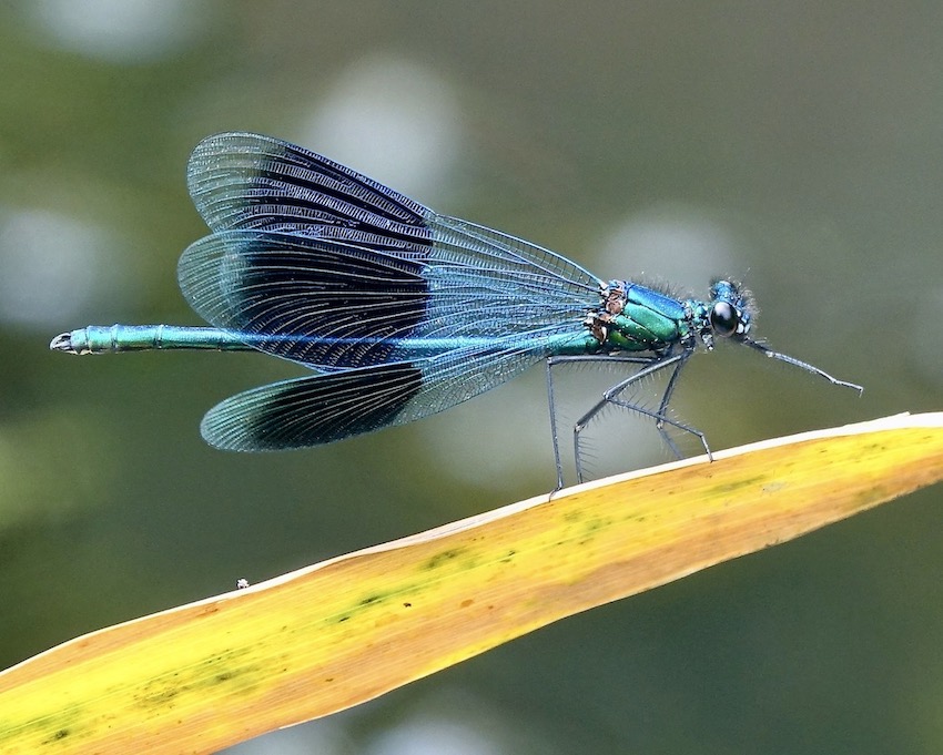banded demoiselle